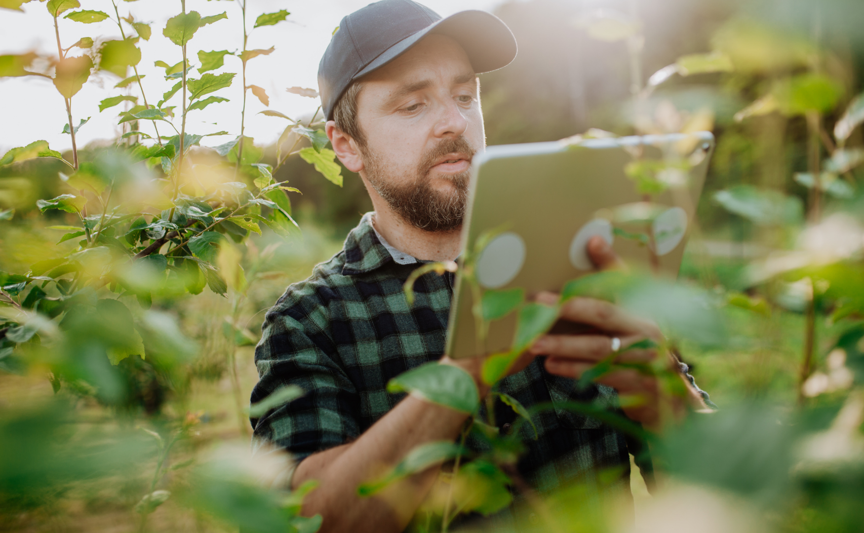osganismos nocivos2 1